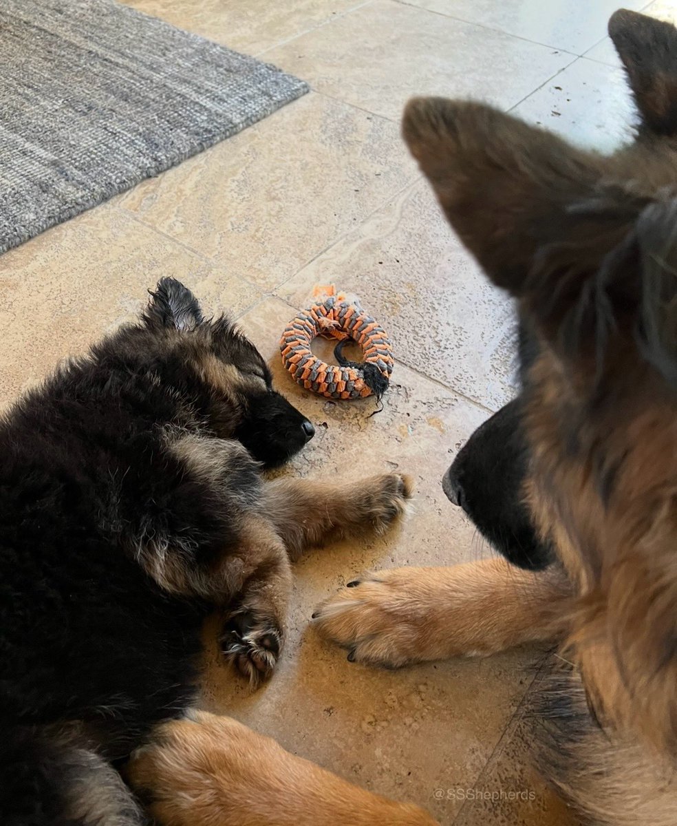 Wishing everypawdy a peaceful, warm and fuzzy #ThrowbackThursday!