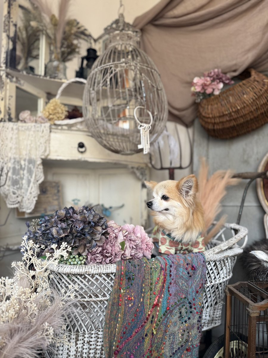 お久しぶりの生Yuzu &amp; Lime🧡
お友達がやっているCafeのフォトブースで撮ってきました✨