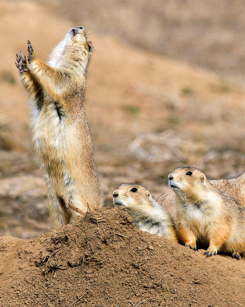 From cleanup to conservation. 🌿🦌 

On this #NationalWildlifeDay, we're proud to highlight the Rocky Mountain Arsenal National Wildlife Refuge - a former EPA Superfund site transformed into one of the country's largest urban wildlife refuges. Thanks to partnerships and decades
