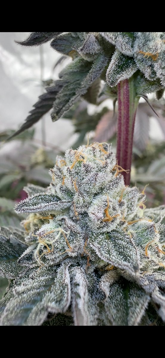 BakedJoeys's tweet photo. Pi Chew #8 
Zpie #14 x Zuyaqui 
Hunted and Selected by: @llesocial 
Bred by: @ronin_seeds 
This girl is such a great blend of both parents. The zpie #14 from @Raw_Genetics_ is one of my favorite Z crosses. The added fuel from the Yaqui gives this girl such a complex profile. https://t.co/UADjLCO7C3