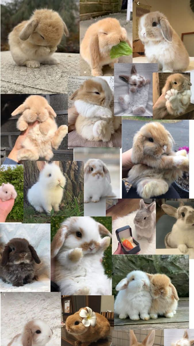 Rabbit Lovers Community USA (@rabbitloversusa) on Twitter photo 