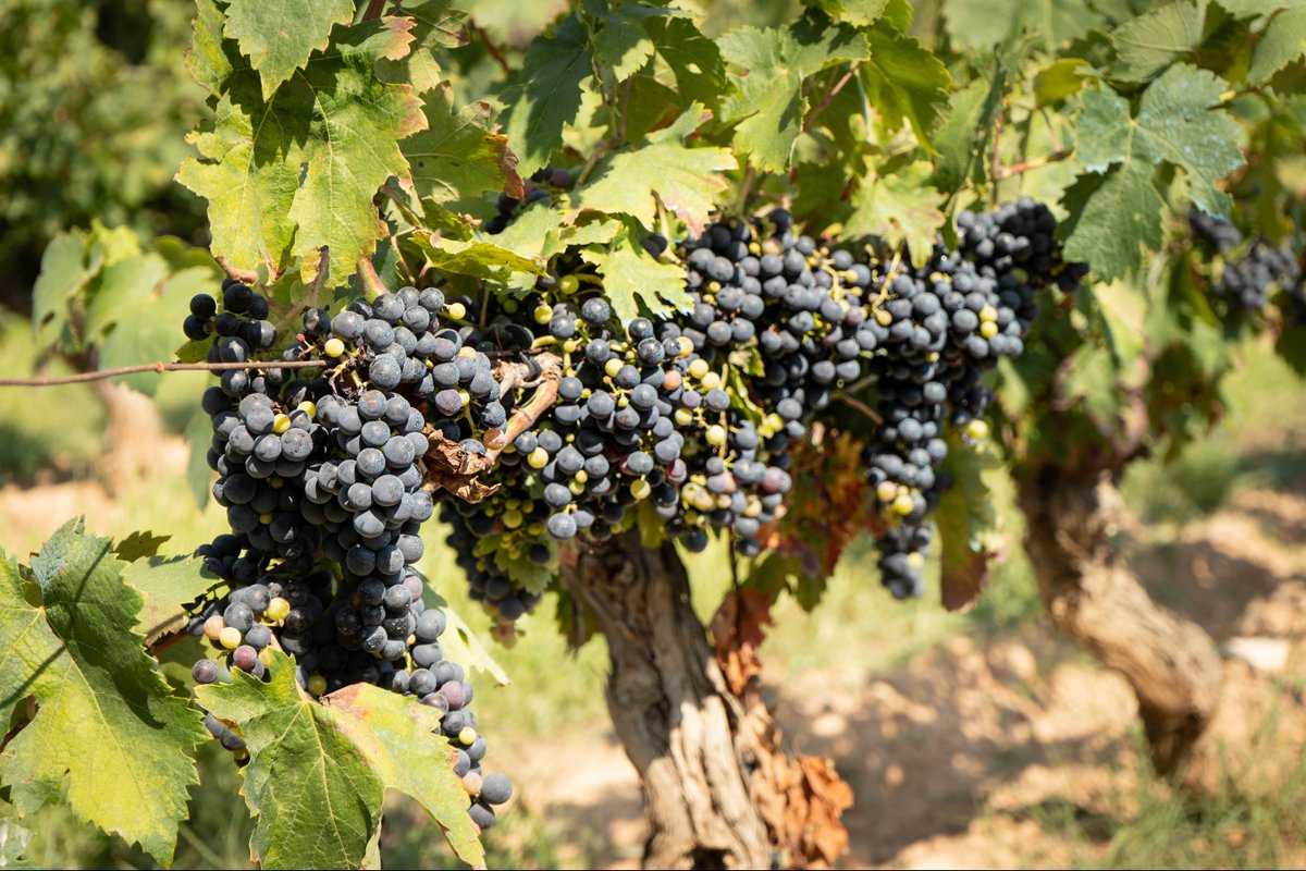 🍇✨ La màgia del vi comença aquí, entre ceps carregats de vida i de futur. A La Finca Mas Perdut cuidem cada gra de raïm perquè arribi al celler amb tota la seva essència i es transformi en vins únics i plens de caràcter.

👉 Vine a descobrir-ho amb nosaltres.

 #WineLovers