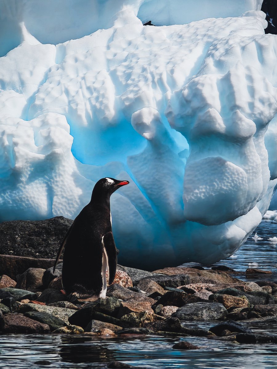 xiaomi_Gcc's tweet photo. Look who made it to Penguin Vogue this year. 🐧❄️ #XiaomiCaptured
📸@beaupruneau

انظروا من ظهر في Penguin Vogue هذا العام. 🐧❄️ #XiaomiCapture https://t.co/tE2jnBRbEA