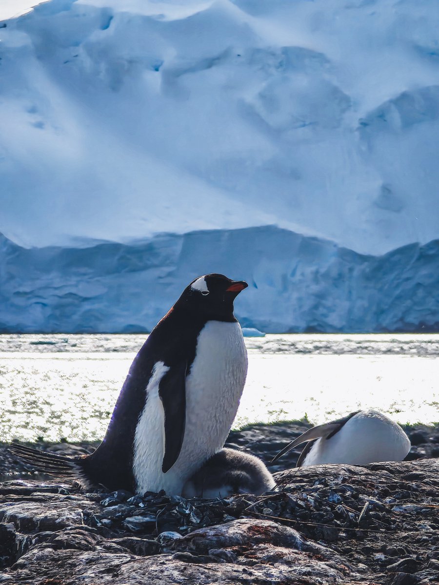 xiaomi_Gcc's tweet photo. Look who made it to Penguin Vogue this year. 🐧❄️ #XiaomiCaptured
📸@beaupruneau

انظروا من ظهر في Penguin Vogue هذا العام. 🐧❄️ #XiaomiCapture https://t.co/tE2jnBRbEA