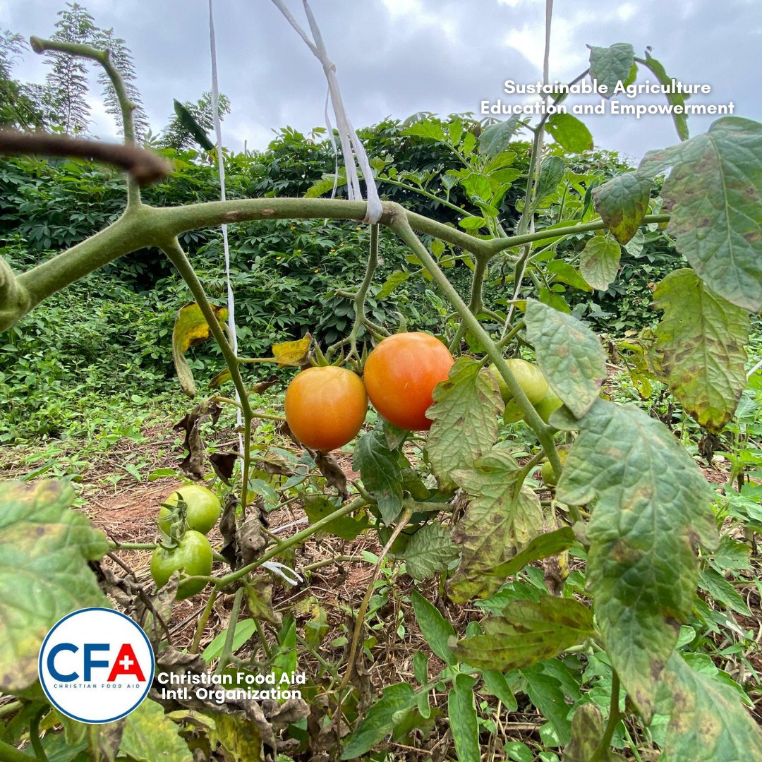 CFA_Intl's tweet image. Yesterday at Ife Girls, we weeded, harvested 🍅, marked new stations &amp;amp; planted.
🌽 Today at Modakeke Islamic, we weeded, marked a new garden, transplanted 🌶️ &amp;amp; harvested corn.
Seeds of today = harvests of tomorrow. 

#SAEEProject #ChristianFoodAid #HarvestOfHope #SamaritansPurse