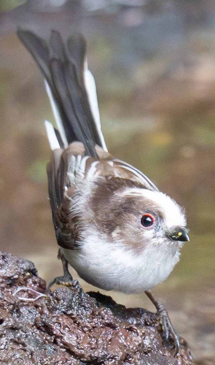 エナガの幼鳥。いつかシマエナガ撮りに行きたい