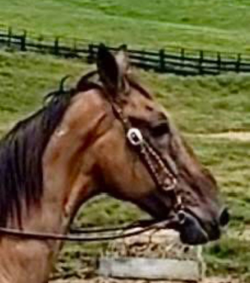 ❣️Laddie needs funds to get to a placement waiting. We don’t want him to ship to slaughter! Please help get him to safety. Donations are tax deductible. Please make a quick donation with your share today! Just click on the invoice. Thank you! ❣️1️⃣3️⃣1️⃣0️⃣ paypal.com/donate?campaig…