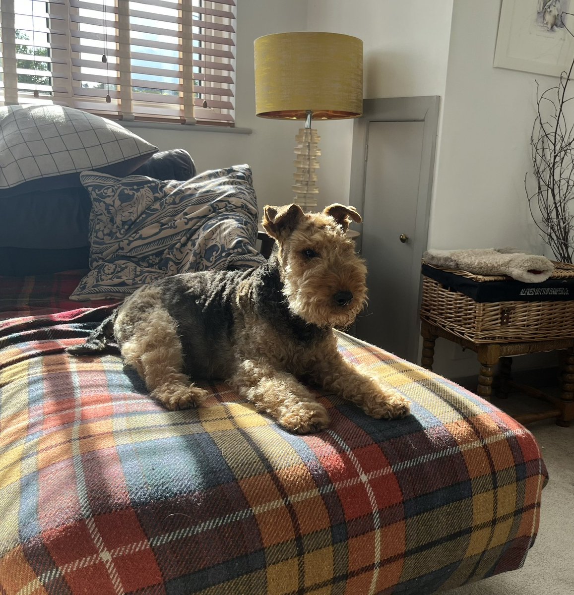 Chicken Pie being cooked for supper tonight. Guess who’s awoken from his slumber with the kitchen related smells?