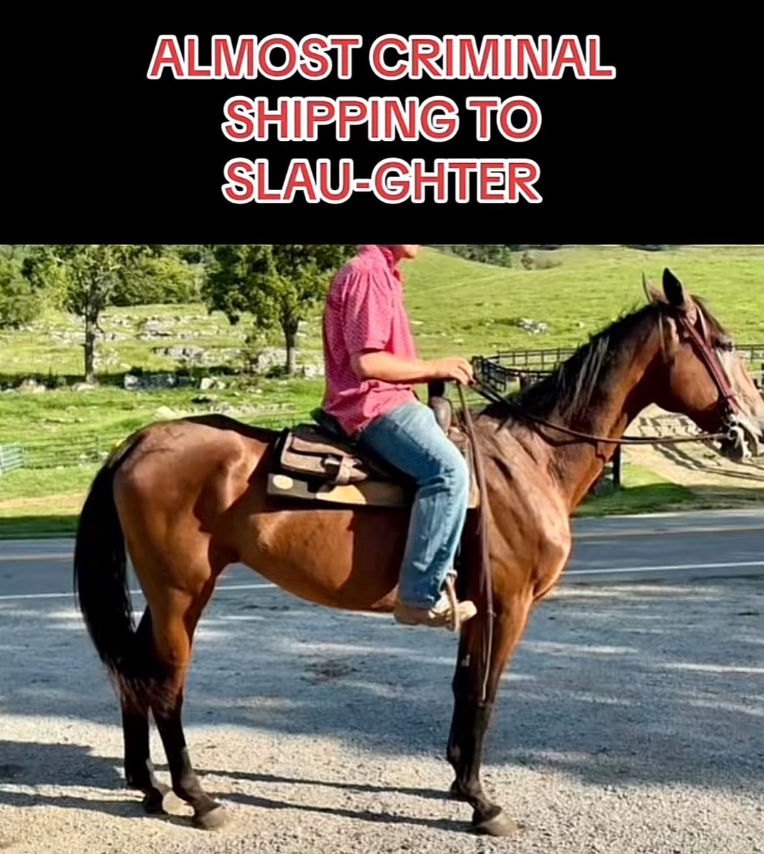 ❣️This innocent soul hasn’t received any donations in two days. He deserves freedom not slaughter. Can you help him? Please make a quick donation with your share! Please him Almost Criminal today. Thank you. ❣️ 5️⃣6️⃣2️⃣paypal.com/donate?campaig…