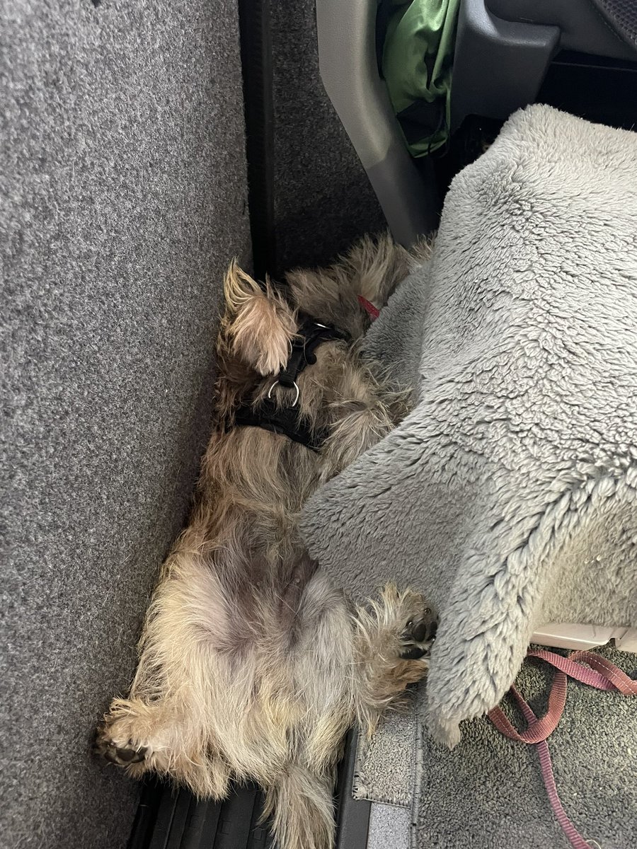 Woody has found his spot in the van. Side door footwell behind the loo 😂. He appears to be very comfy… sheltering from thunderstorms and ☔️ #cairnterrier