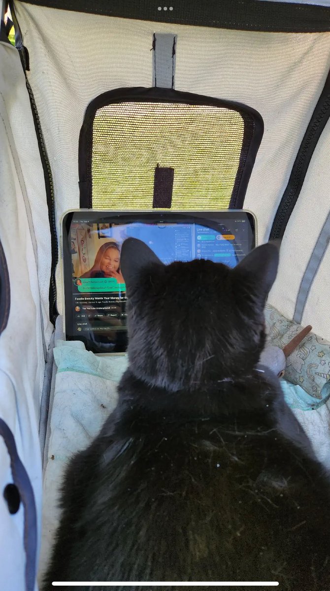HeyKayEh's tweet photo. My kitty catching up on #GorlWorld while I do my yard chores #FoodieBeauty @YTUnderground #yaba https://t.co/uwnmd5I3sx