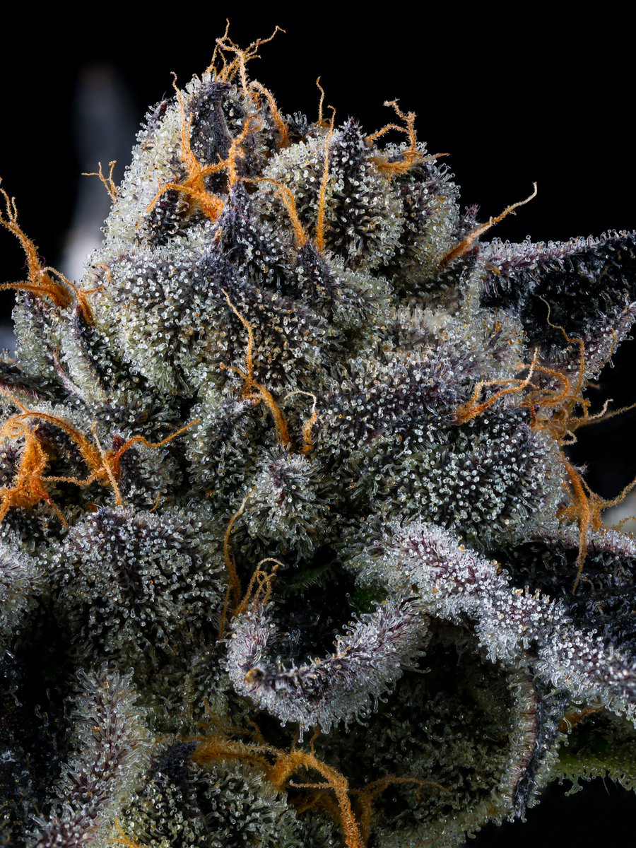 Cookies 🍪 tweet media