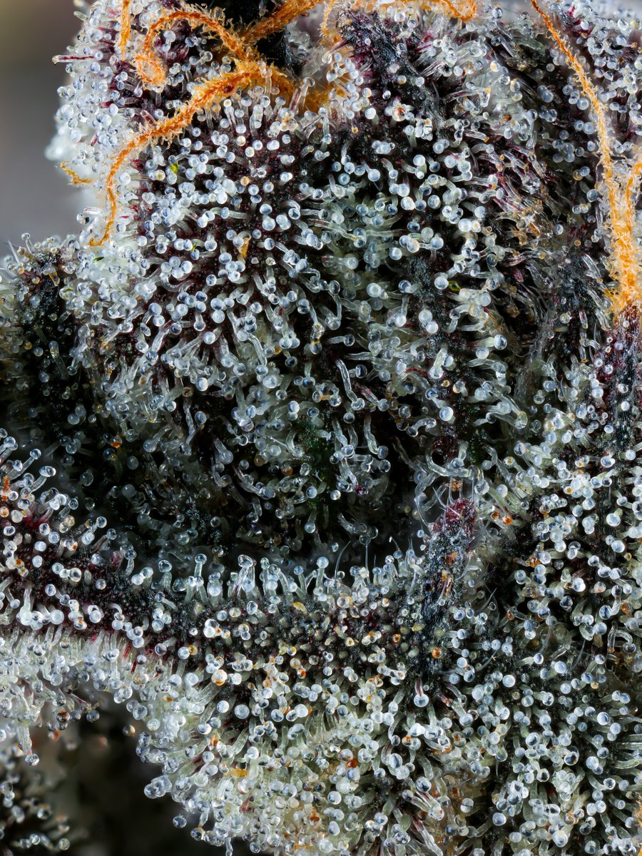 Cookies 🍪 tweet media