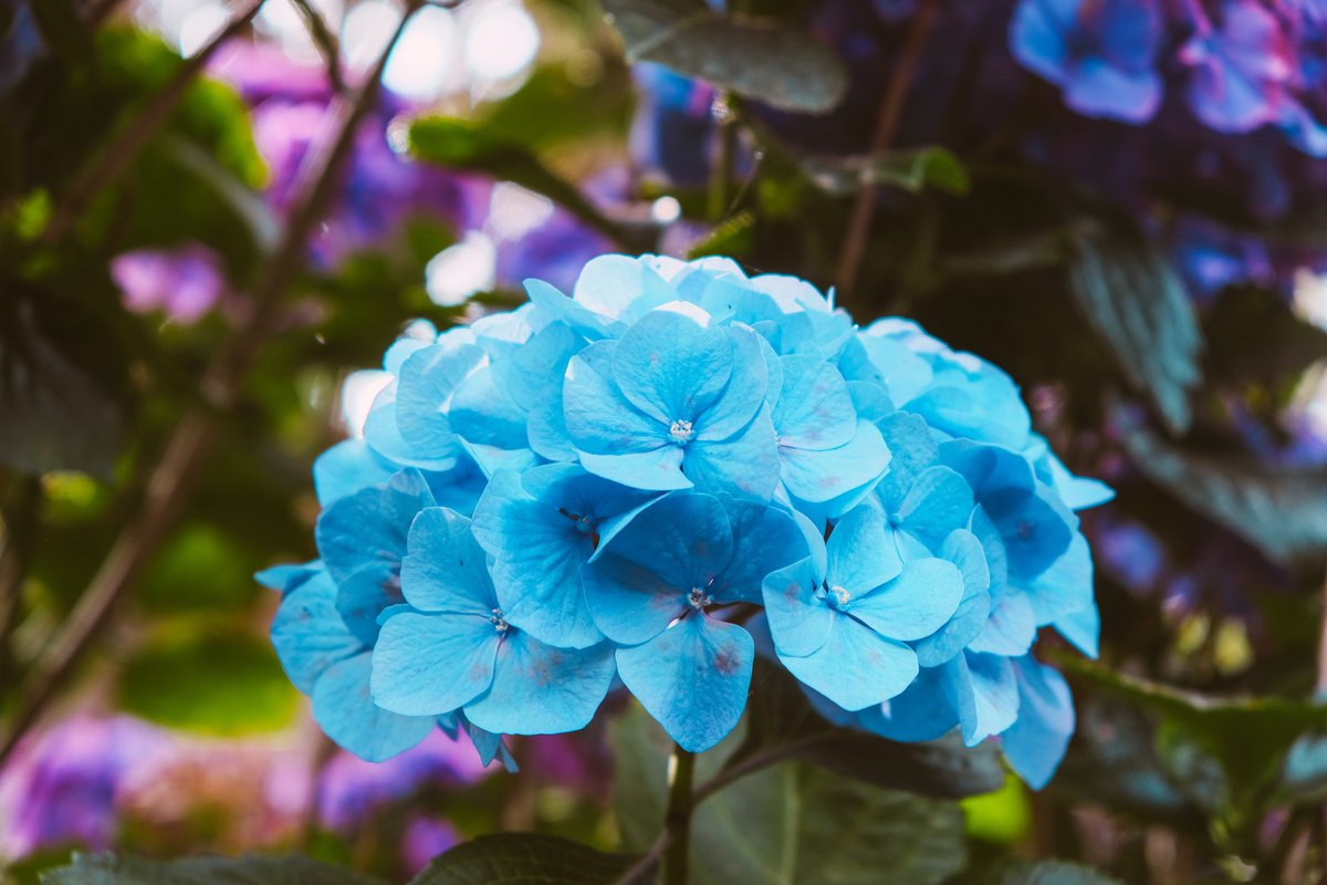 JordanBrandtRE's tweet image. Discover this year’s top color, what it represents, and how to bring it into your garden design! 🌸✨

#ColorOfTheYear #GardenDesign #OutdoorInspiration #Landscaping #HomeDesign #CurbAppeal
 LocalInfoForYou.com/339781/garden-…