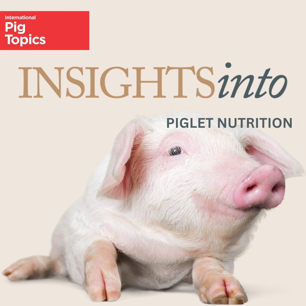 Healthy piglets are the foundation of productive herds.

In International pig Topics (40.4), our Insights into Piglet Nutrition feature explores strategies to boost survival, growth and performance.

Read the full review here: agriinsight.link/IPT_40_4_Insig…

#pigletnutrition