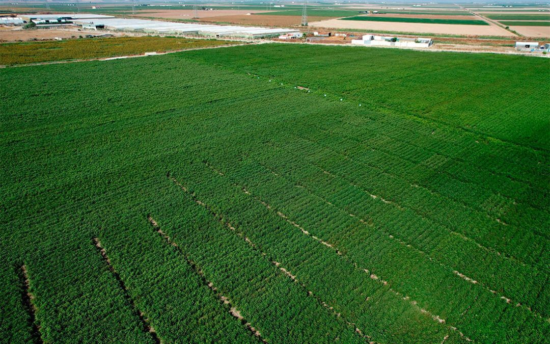 Expoalgodón vuelve a Lebrija en su XII edición para convertirse en el escaparate de este evento referente en el sector agroinformacion.com/expoalgodon-vu…