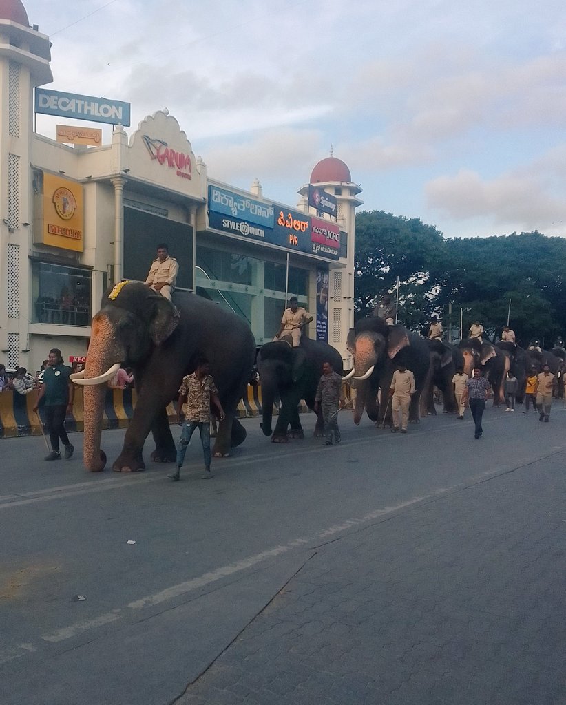 Prashanth_AP_'s tweet image. &quot; 👉 The only place where Elephants Walk majestically on City roads - #Mysuru Dasara 🐘✨&quot;  #MysuruDasara2025