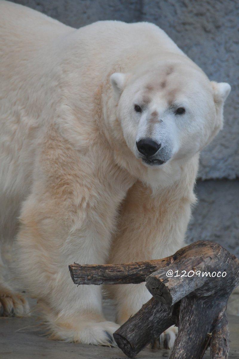 1209moco's tweet image. デナリ🌟いい顔してるなぁ🥰
（20211211 円山）

#ホッキョクグマ 
#polarbear 
#円山動物園 
#maruyamazoo
#デナリ
#偉大なるもの