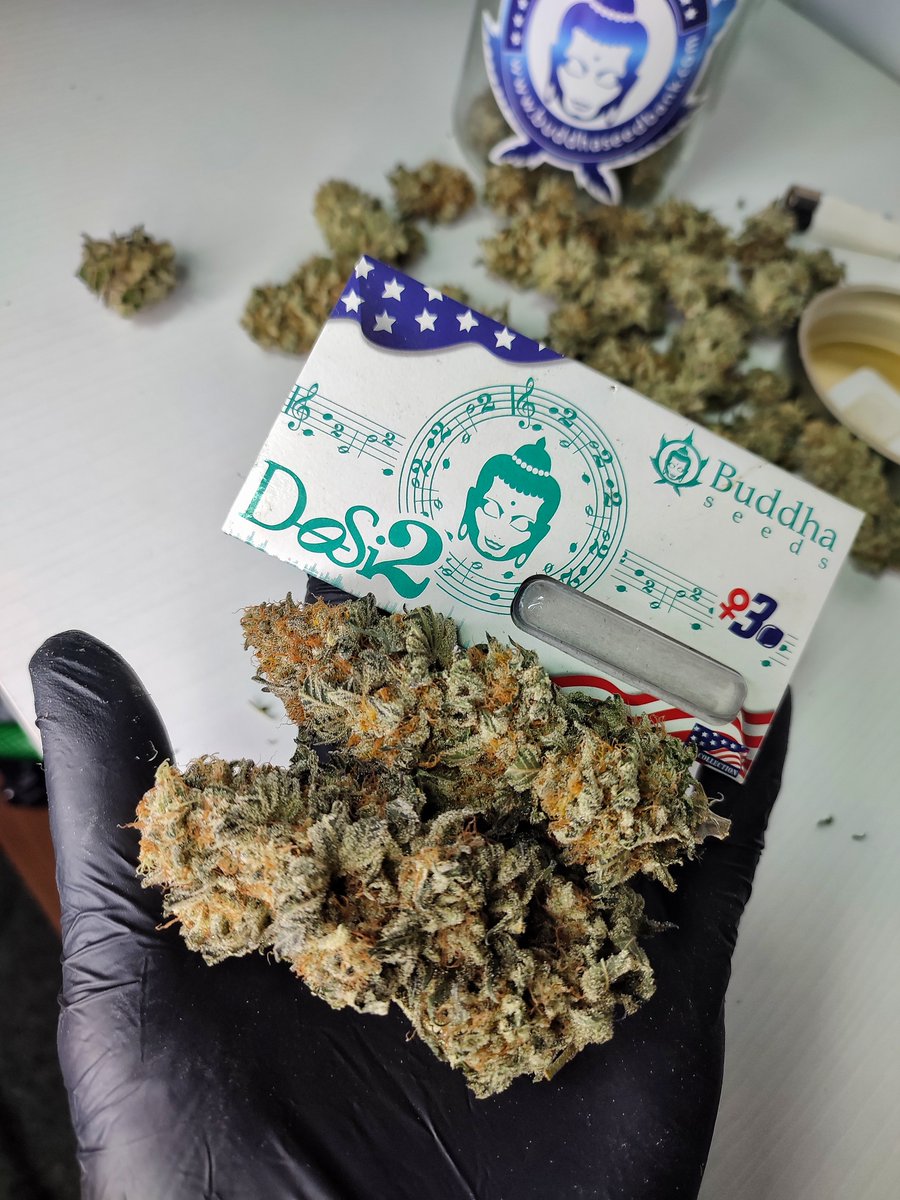 BuddhaSeeds's tweet photo. La mejor melodía para una tarde de #juernes la pone Buddha Dosi2 🎵
#buddhaseeds #cannabisLegal #cannabisseeds #weedstagram #weedlife #weedtwt #weedgirl #WeedLovers #weedshop https://t.co/Wk5CqZWHPA