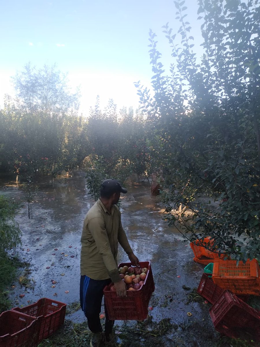 KashmirLife's tweet image. Kashmir Flood: Apple Harvest Spoilt

#SouthKashmir remains one of the most affected areas due to the flood. Water not only entered residential #houses, but caused huge #damage to the #apple #harvest. See photos from Kakapora, #Pulwama by Saqib Manzoor