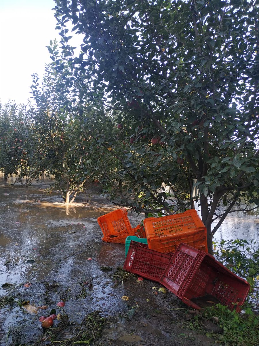 KashmirLife's tweet image. Kashmir Flood: Apple Harvest Spoilt

#SouthKashmir remains one of the most affected areas due to the flood. Water not only entered residential #houses, but caused huge #damage to the #apple #harvest. See photos from Kakapora, #Pulwama by Saqib Manzoor