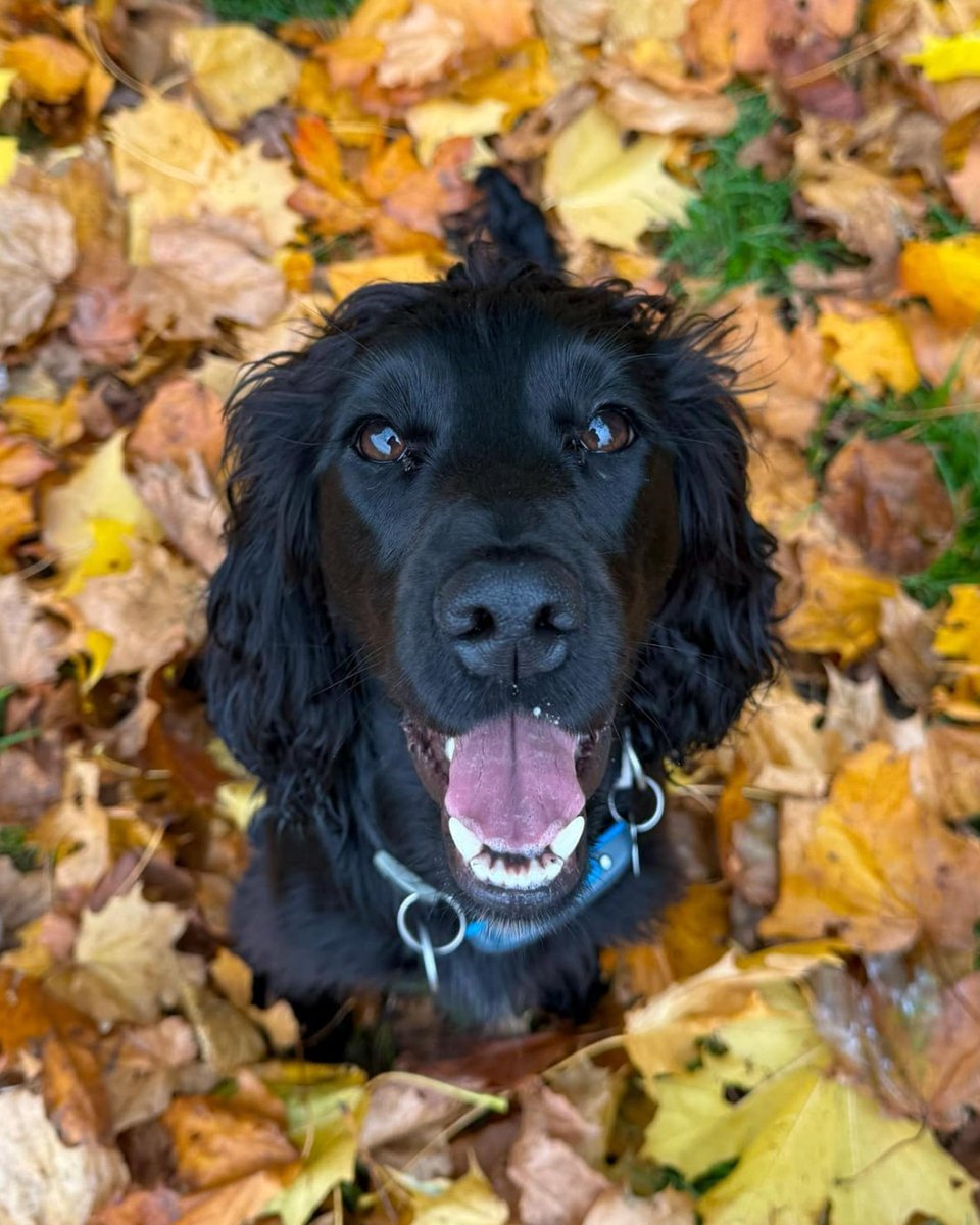 A huge thank you to <a href="/CVSGroupPlc/">CVS Group</a>, whose clients &amp; staff raised an incredible £85,288 after selecting Hearing Dogs as their Charity of the Year.

CVS provide veterinary services, and between July 2024 &amp; June 2025, they hosted Pennies’ digital charity boxes at their payment points.