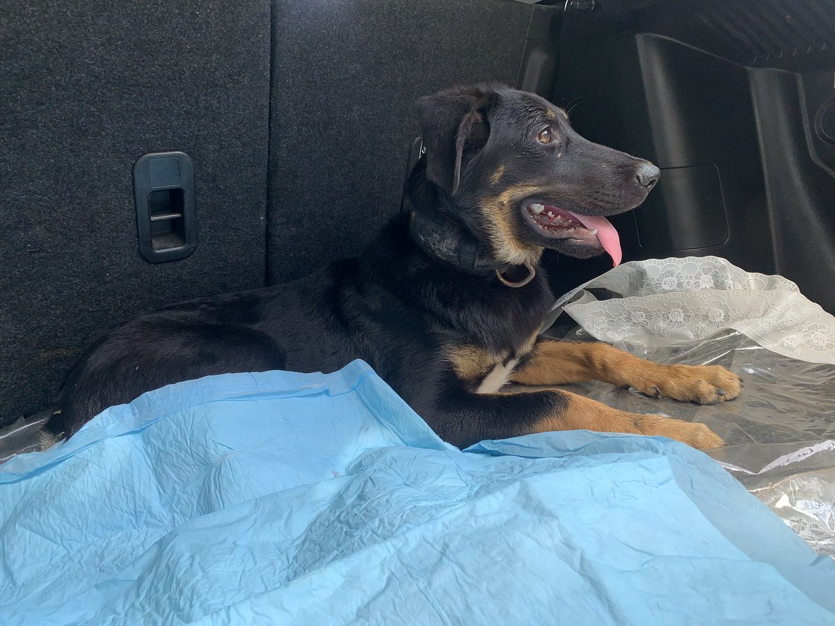 Picked this girl up off the boulevard near Zadie gardens. 🇯🇲🇯🇲

She doesn’t have any obvious fractures. 

Please help me find her owners. 

RT!!!!