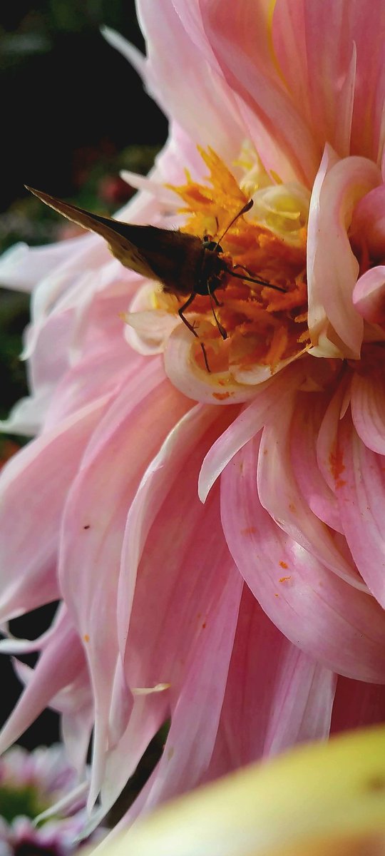 away from the chaos 🐛