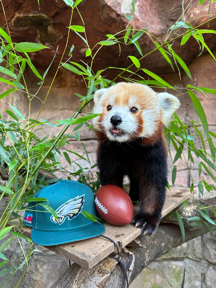 Can you tell what Khumbie is getting excited for? GO BIRDS!! 🦅 <a href="/Eagles/">Philadelphia Eagles</a>