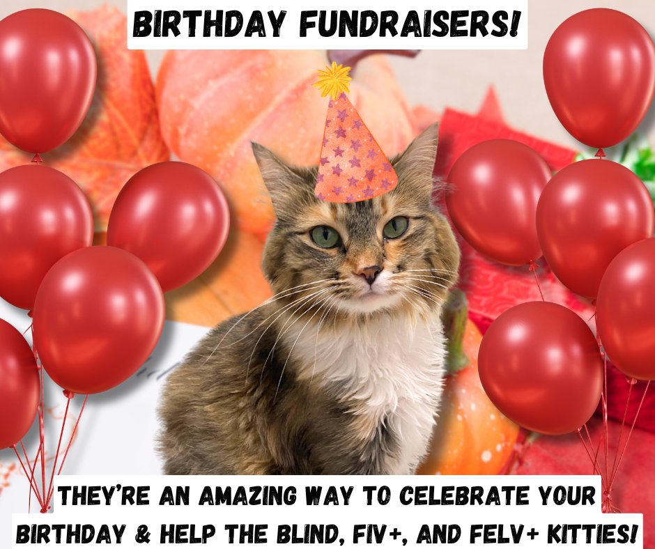 Please consider donating your birthday to help Blind Cat Rescue if you have a facebook! By doing so, you can help us provide for blind, FIV &amp; leukemia-positive cats in need of medical care, food, and shelter. Thanks so much!😺💙🐾 facebook.com/fund/BlindCatR…
