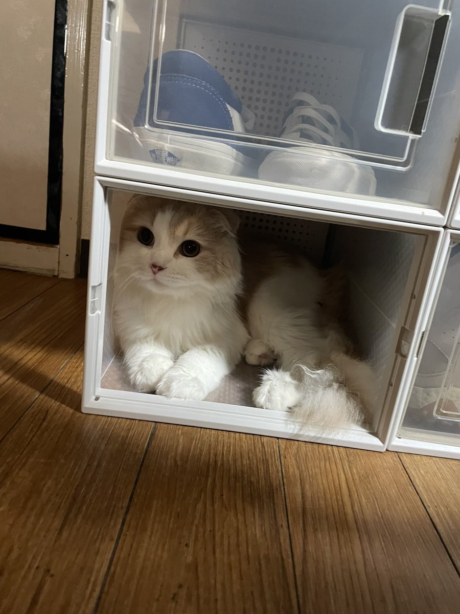 おマンマ伯爵 tweet media