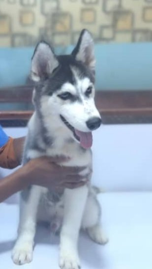 otti_grace's tweet photo. Siberian Huskies: Known for their glorious, genie-like hair coats and those stunning, soul-piercing eyes that can either melt your heart or plot your downfall—depends on their mood.
These pups are the life of the party: outgoing, people-loving, smarter than your average teenager, https://t.co/GI3qA3b92O