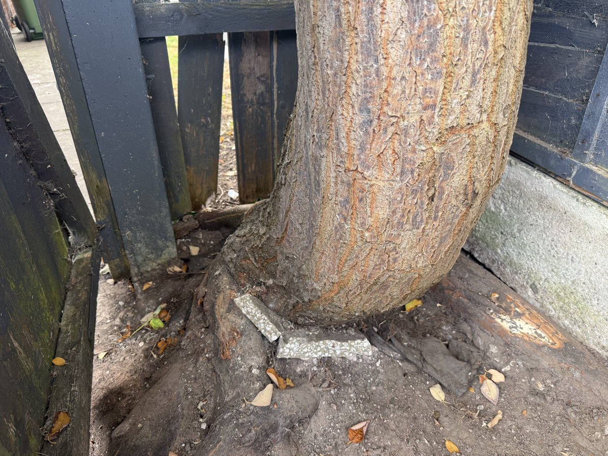 LumbersNW's tweet photo. Small Tree Dismantle And Stump Removal Completed in Greasby, Wirral 📷

Our services include:
.Tree Surgery
. Hedge Trimming
. Commercial Grounds Maintenance
. Site Clearance &amp; Vegetation Management
. 100% of green waste is recycled or repurposed https://t.co/70UFb5kcuT