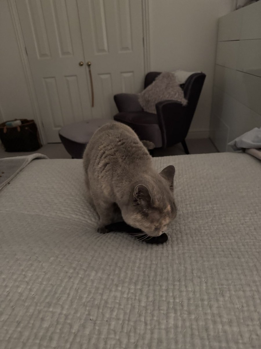 I’ve got a new toy! A ⁦<a href="/clasicats/">Clasicats</a>⁩ bat.   I love him! X