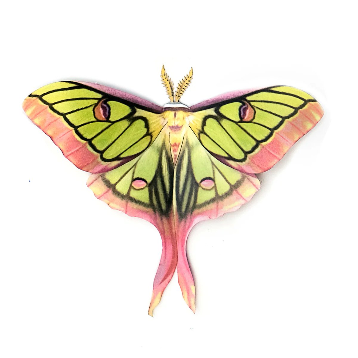 Faehym's tweet photo. Here are the bugs I based her look on:
Graellsia isabellae × Actias selene
Dragon headed caterpillar
Honeypot ant https://t.co/YO6ANdRjYi