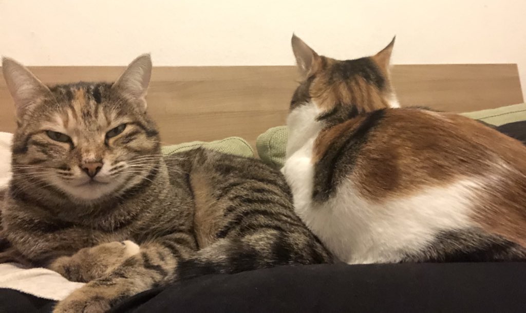 Anaaa resmen bizimkiler bunlar 😍 bu arada bizim evde de huzur var tabii ki