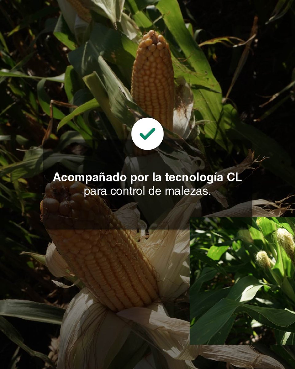 ⭐ ¿Estás buscando un híbrido de alto potencial de rendimiento y amplia adaptabilidad?

👉 Elegí el 𝙉𝙐𝙀𝙑𝙊 NK 825 VIPTERA3 CL 🌽 <a href="/NKSemillas/">NK Semillas</a> 
Excelente agronomía y perfil sanitario, con tecnología CL para control de malezas.

Encontralo en Yalfín.
#ConNKSiempreRendís #MaízNK