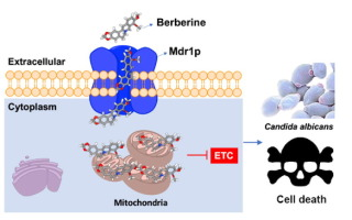 Berberine biofilm inhibition data