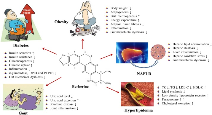 Berberine glucose regulation