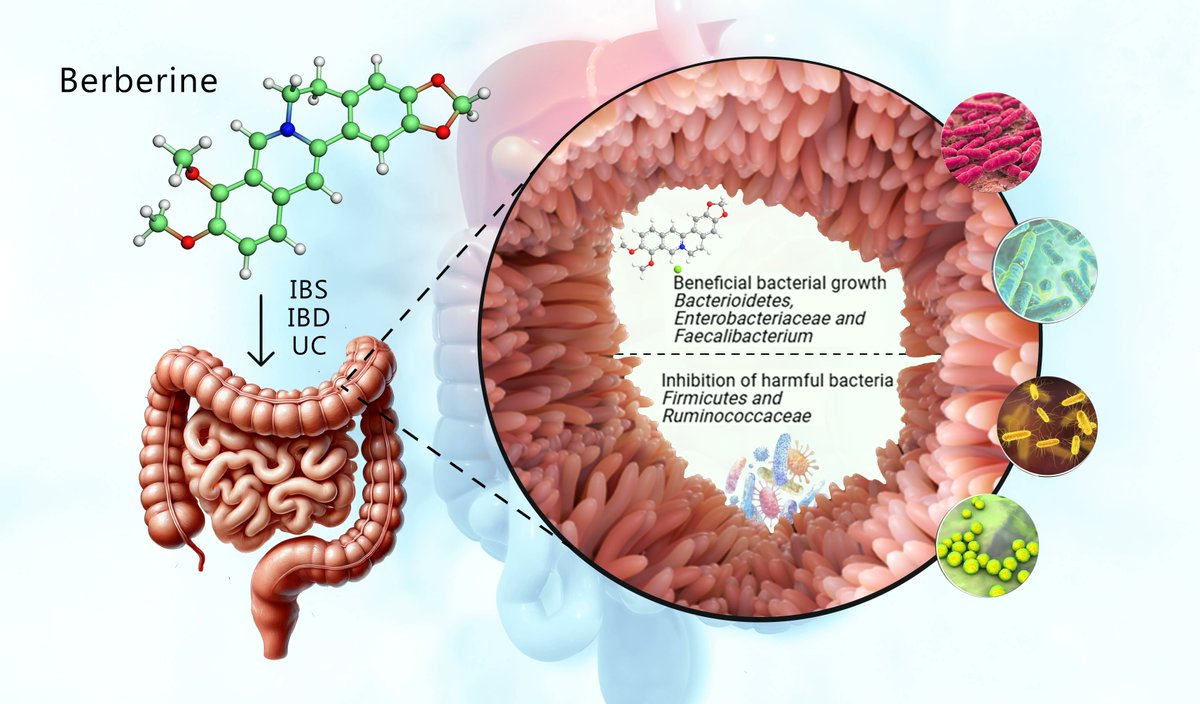 Berberine microbiome effects