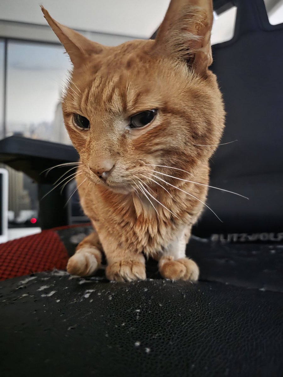 Tomorrow is the first day in 13 years that I'll wake up and you're not here. I'll never forget every moment we had together. All the happiness we had, no words.
Thank you for every moment you were by my side and for how much you filled my heart.
I love you Pittz, rip my love💔