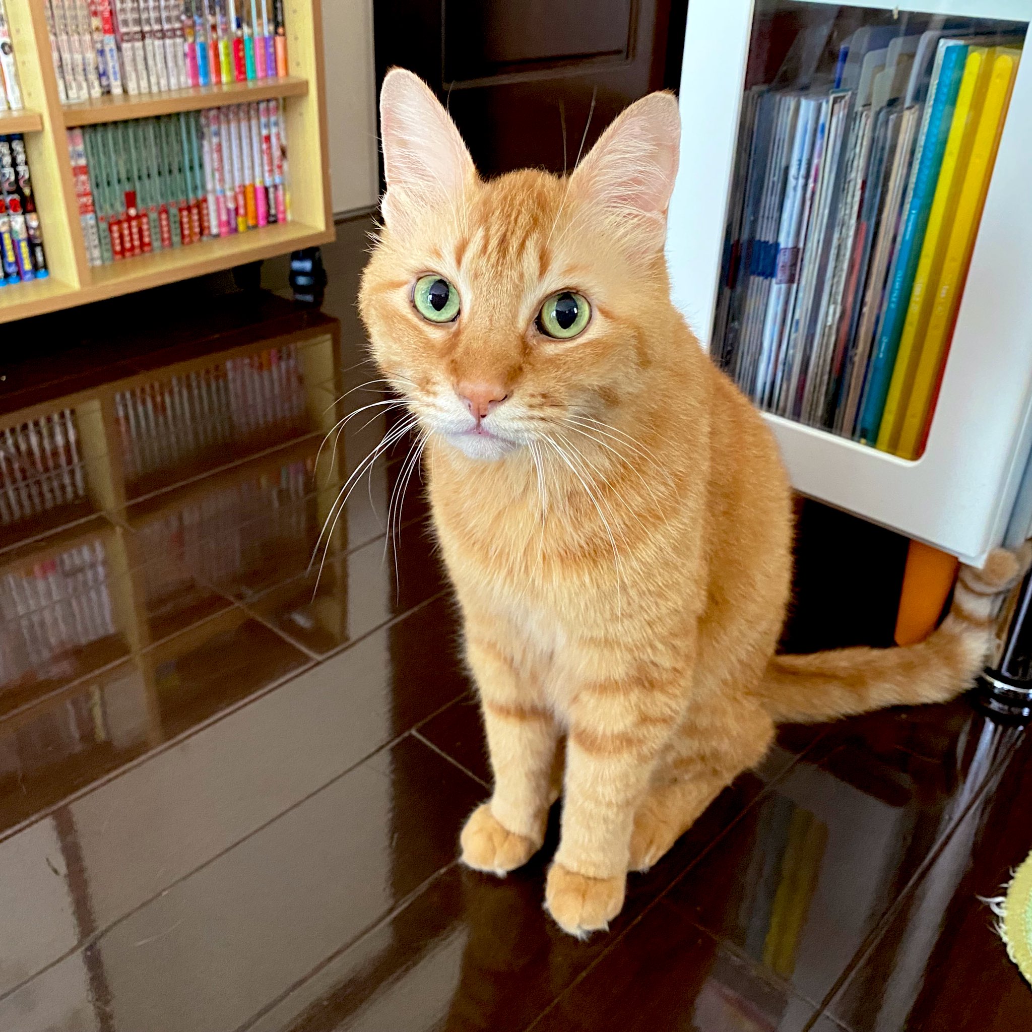 狸猫さま 伏見人形 裃招き猫（中・左手） – 京都の伝統工芸品の通販サイト