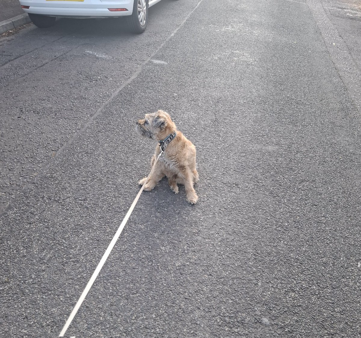 Kelso Terrier tweet media