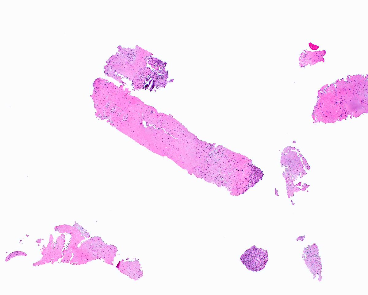 Elizabeth Montgomery, MD tweet media