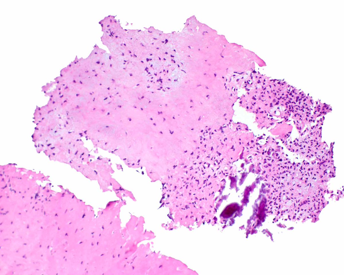 Elizabeth Montgomery, MD tweet media