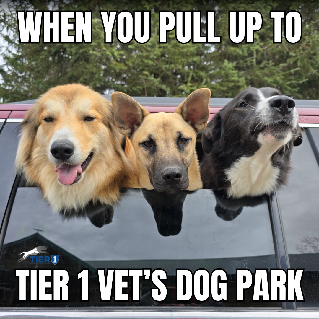 Tier1VetMed's tweet photo. These faces say it all 🤩🐾 Our dog park is one of the many perks our patients love when visiting Tier 1 Vet! From fresh air to wagging tails, it’s the perfect place to burn a little energy before or after an appointment. https://t.co/LSlLYL1AO0