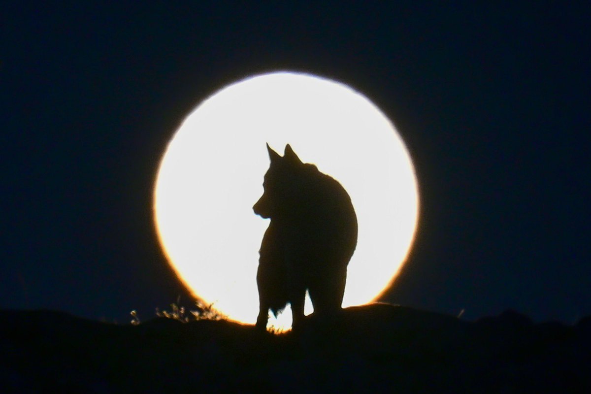 📍Kadim Türk şehri Van'da çekilen dolunay görüntüsü büyük beğeni topladı.