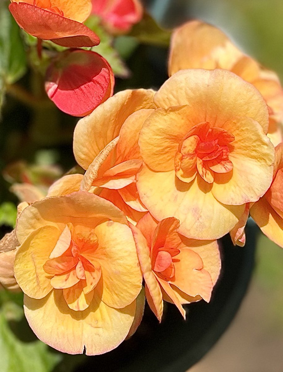 ⸜ ✿ ⸝  ぉはょーござぃます⸜ ✿ ⸝

   (\  (\ ⋆⸜ ⚘ ⸝⋆ 朝のお花は
  (・・)/       #ベゴニア
   / (")(")
𖤣𖤣𖥧𖥣｡𖥧𖧧𖤣  この色見ると
     思い出すなぁ🤔ﾌｫﾛﾜ-さん

   今日もお元気でね🥰

  𖤣𖥧𖥣｡𖥧𖧧𖤣𖥧𖥣𖡡𖥧𖤣𖤣𖥧𖥣｡𖥧𖧧𖤣𖥧𖥣𖡡𖥧𖤣