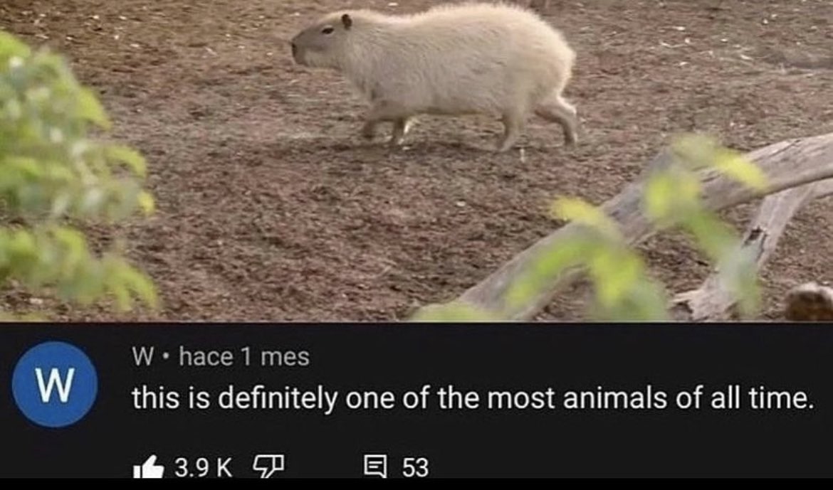 Capybaras (@capybaracountry) on Twitter photo 