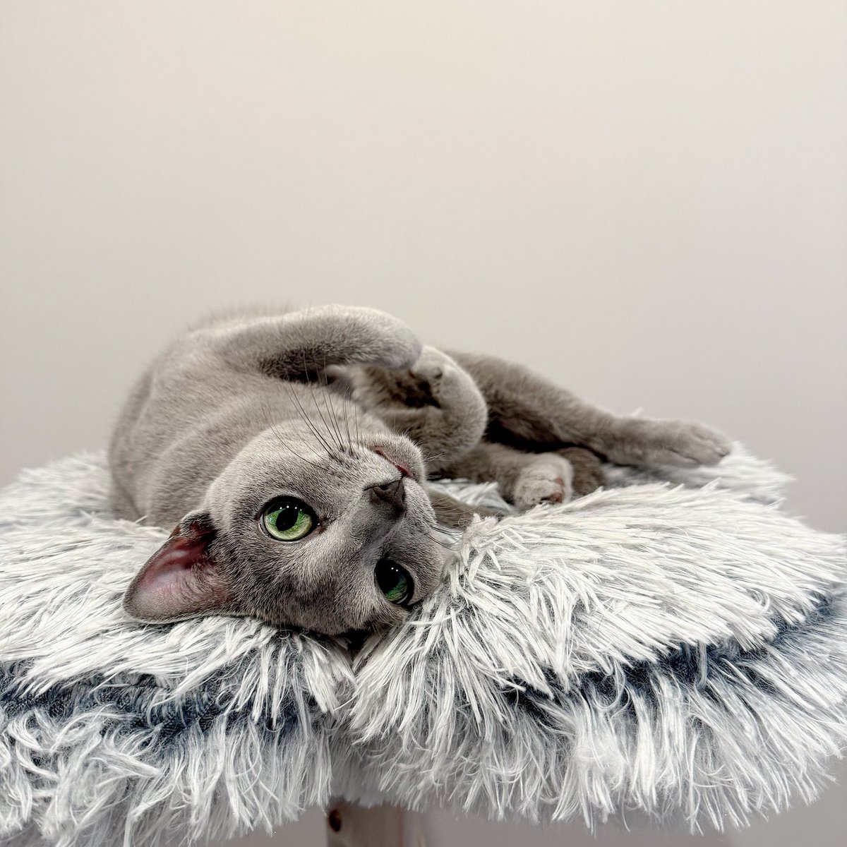 ロシアンブルーLenox姉妹ラビットイースターエッグ ロシアンブルーLenox姉妹ラビットイースターエッグ ロシアン